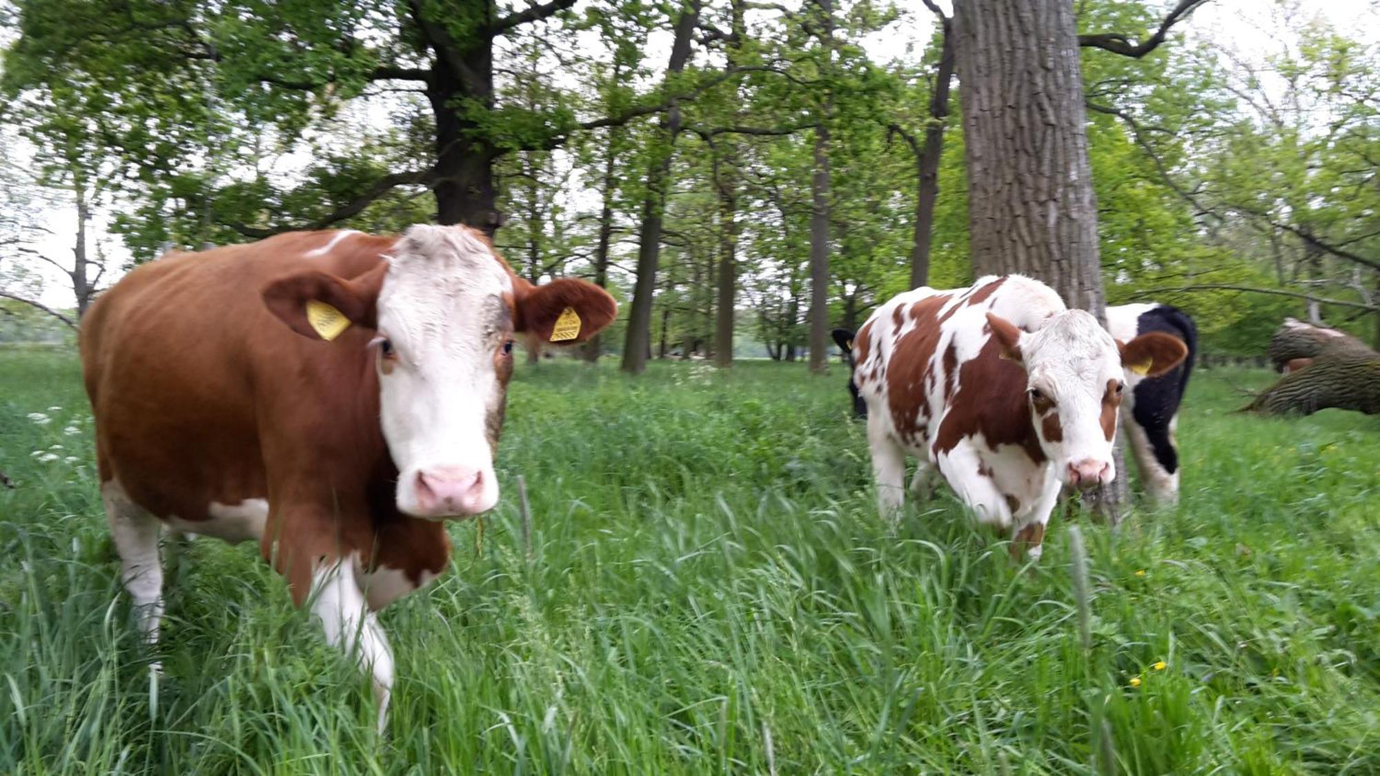 Ferienhof Gruene Kuh Elsteraue ภายนอก รูปภาพ